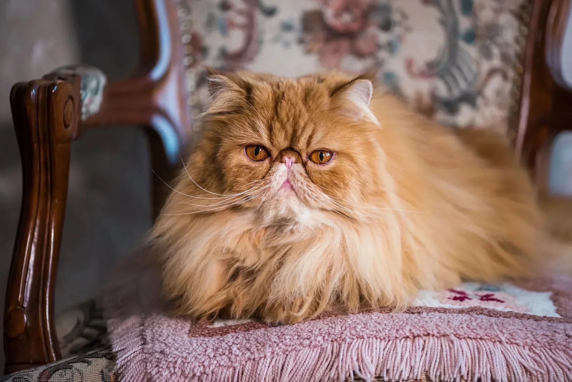 Gattini Persiani: Caratteristiche, Cura e Prezzo