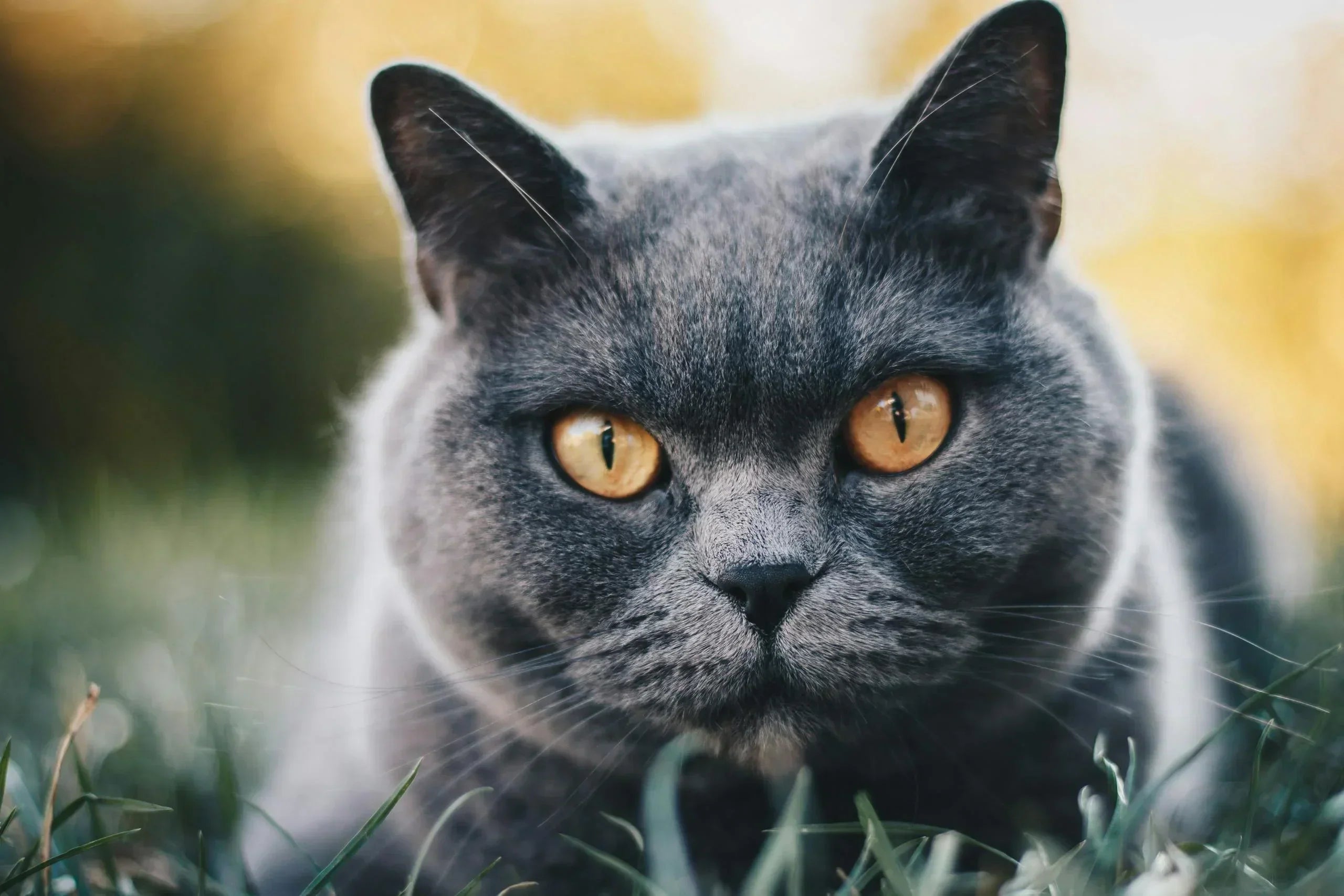 Scopri i Tratti della Personalità del British Shorthair