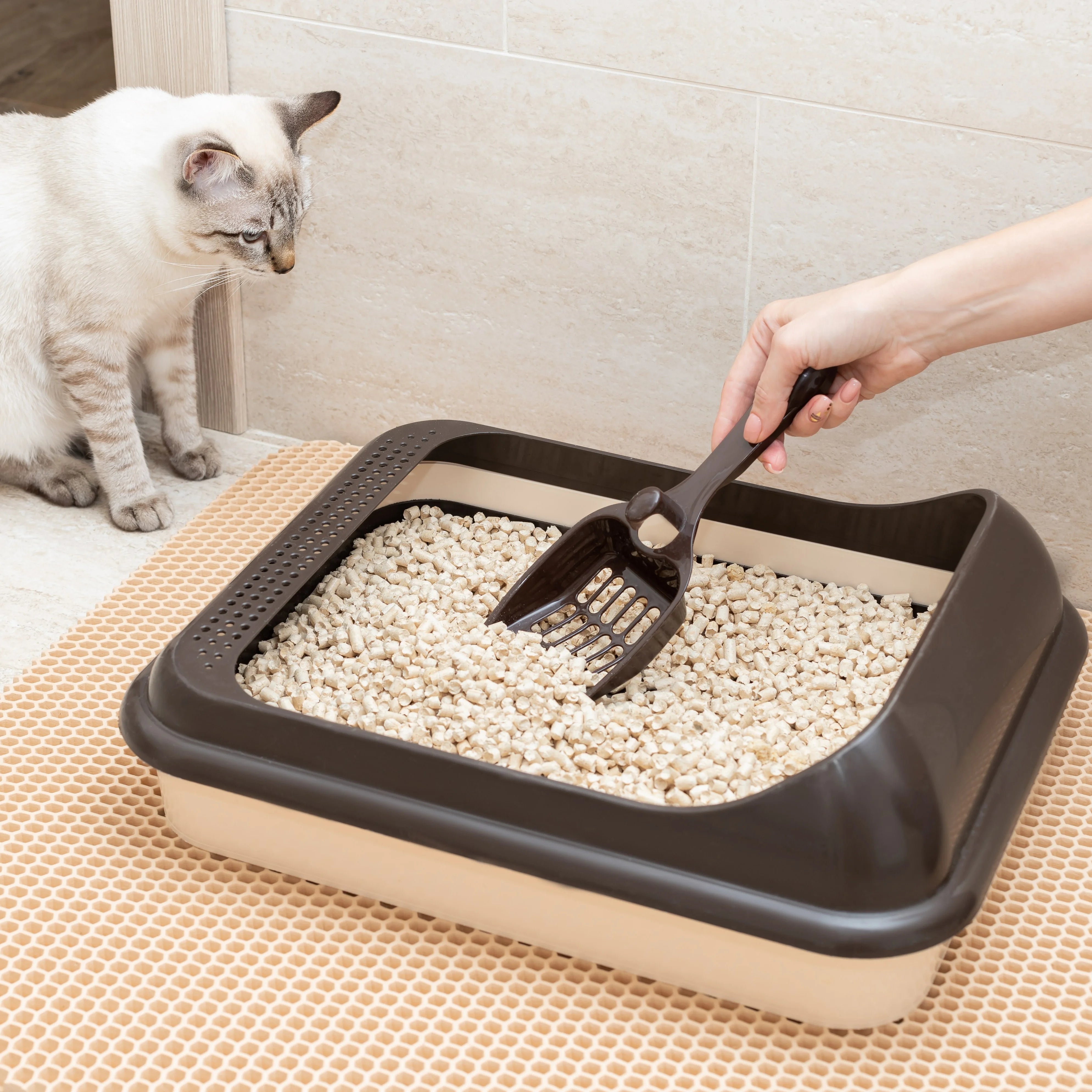 Lettiera gatto autopulente e lettiere igieniche – cassette chiuse, aperte e sabbia lettiera gatti per pulizia e comfort