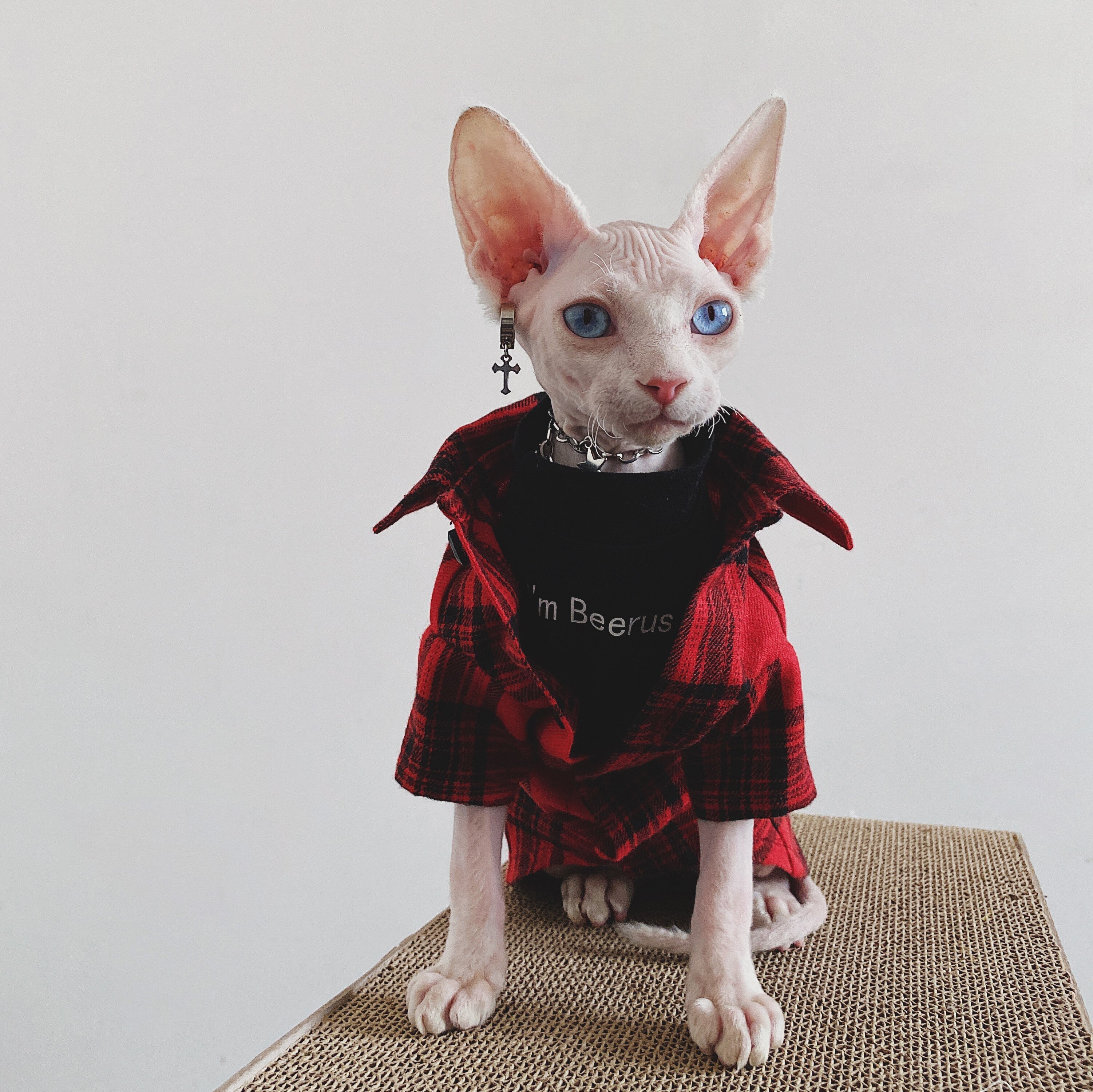 Flannel Shirt for Cat