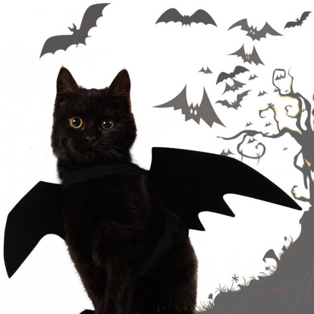 Halloween Costumes for Black Cats