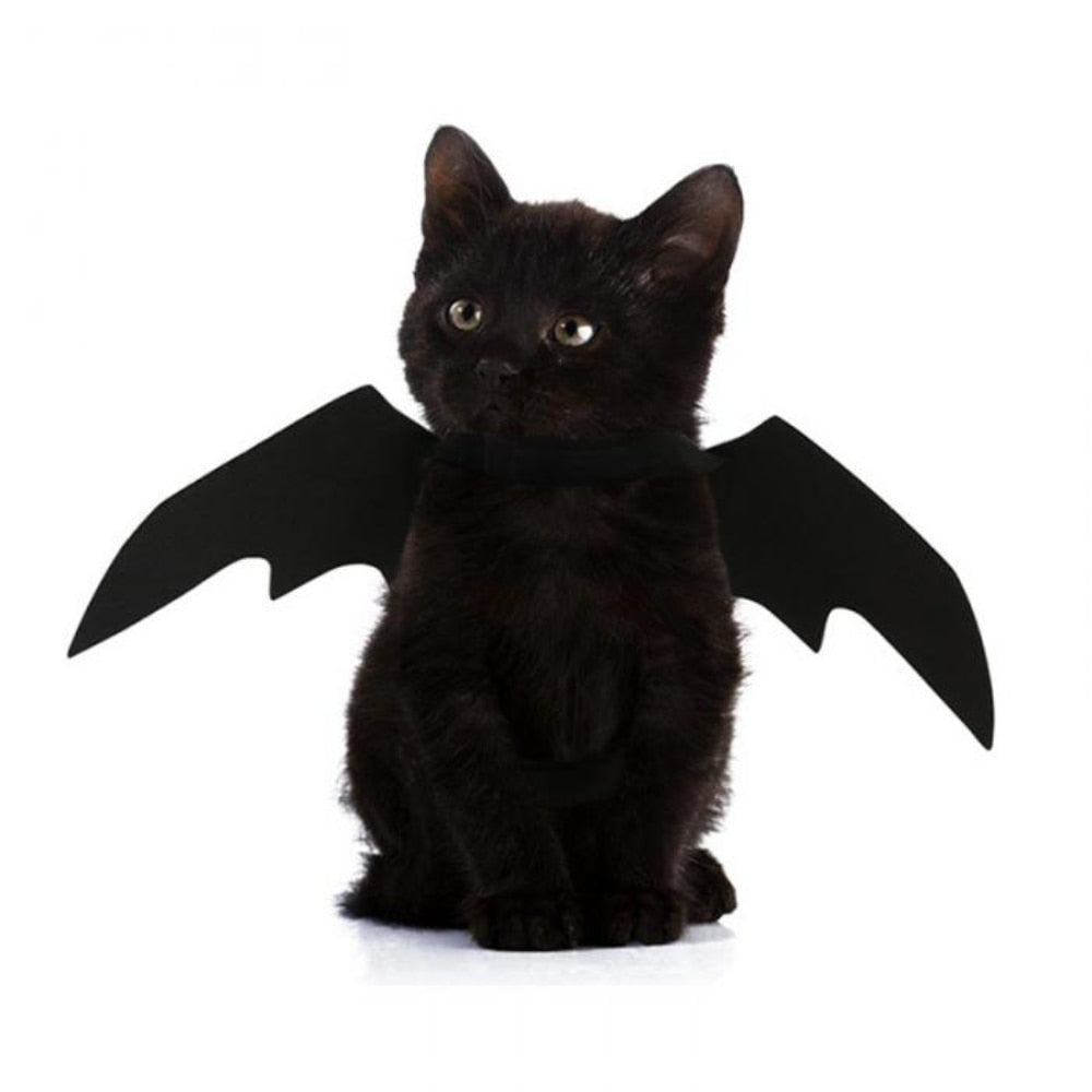 Halloween Costumes for Black Cats